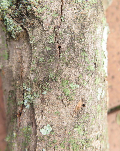 Drill holes from polyphagous shot hole borers in a Chinese Maple in Johannesburg, South Africa.