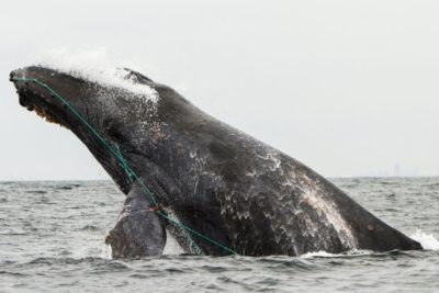 Rope from fishing gear seen entangled on a humpback whale as it breaches.