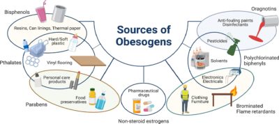 Sources of obesogens.