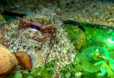 An octopus sheltering in a broken glass bottle.