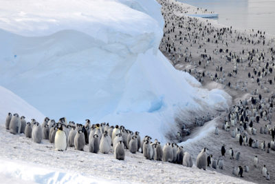 Emperor penguins near Halley Research Station in Antarctica. 