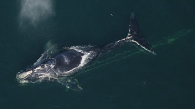 A North Atlantic right whale tangled in fishing gear off the coast of Daytona Beach, Florida.