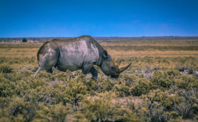 A black rhino in Namibia.