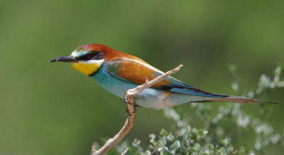 The European bee-eater, which has recently begun nesting as far north as Nottinghamshire, in central England.