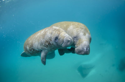 A mother manatee and her calf in Palm Beach, Florida.