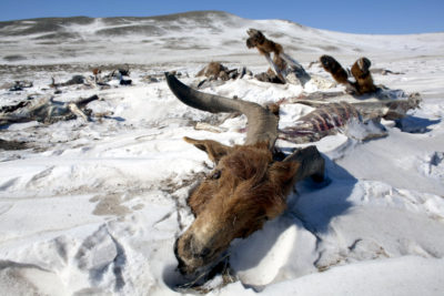 The carcass of an animal that perished near Ulan Bator during the 2010 dzud.


