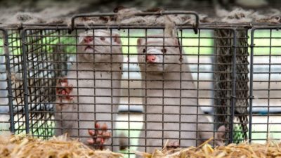 Minks at a farm in Bording, Denmark. In November 2020, the Danish government ordered that millions of mink be culled after the coronavirus spread to minks, mutated, and then spread back to humans.