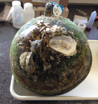 A Japanese buoy covered with Crassostrea gigas, a type of oyster, found floating offshore in Alsea Bay, Oregon.