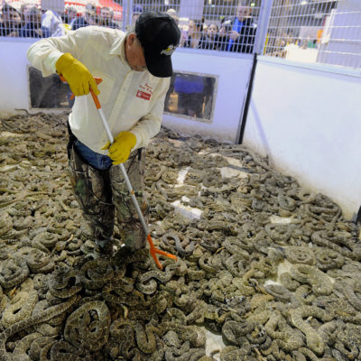 Left: Keith Willman shuffles snakes in a pit to keep them from suffocating at the 2015 Rattlesnake Roundup in Sweetwater, Texas. Right: Children peer into a snake pit at the roundup.