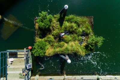 A floating wetland in Baltimore's Inner Harbor installed by the National Aquarium.
