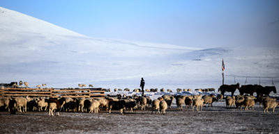 A herder with horses and sheep in Tuv Aimak, Mongolia.