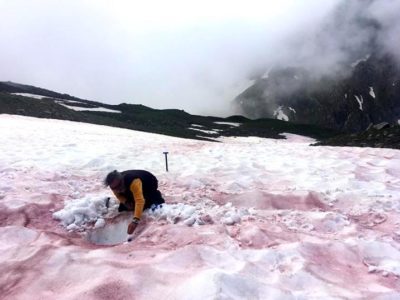 A scientist samples snow covered red microalgae, a phenomenon known as "glacier blood."