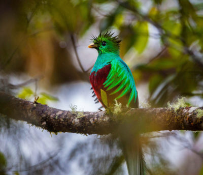 A quetzal in the cloud forest of La Amistad National Park.