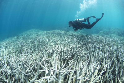 Coral bleaching near Heron Island, Australia in 2016. 