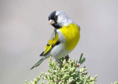 Approximately 80 percent of all Lawrence’s goldfinches migrate through California's Central Valley every spring.