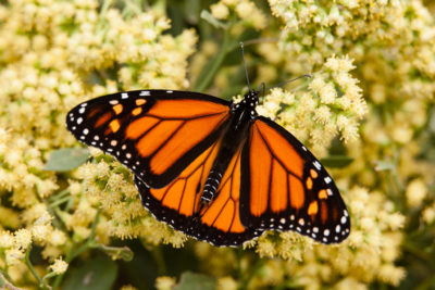 A monarch butterfly feeding on a groundsel tree on Poplar Island, Maryland.