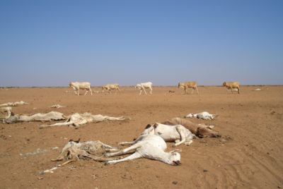 Dead and dying animals in northern Kenya during a severe drought in 2006.