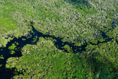 The Amazon Rainforest near Manaus, the capital of the Brazilian state of Amazonas.