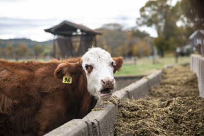 A cow at a farm in Deerfield, Massachusetts. Agriculture currently accounts for 11 percent of global greenhouse gas emissions.
