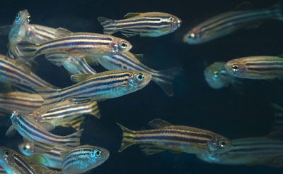 A study of zebrafish embryos finds heat stress may be contagious.