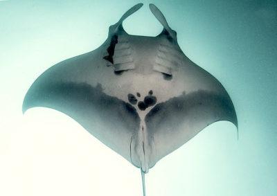 An oceanic manta ray.