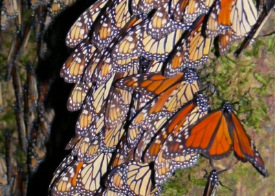 Eastern monarchs at their wintering grounds in Mexico.
