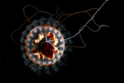 Atolla vanhoeffeni, a bioluminescent deep-sea jellyfish.