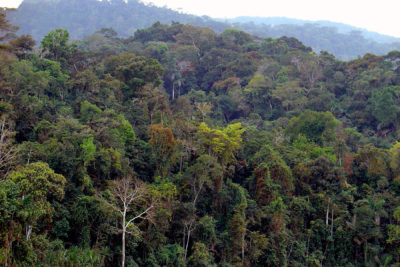 The Amazon Rainforest as seen from the Alto Madre de Dios river in Peru.