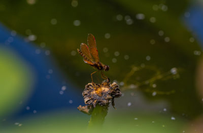 An eastern amberwing dragonfly rests on a lily pad in the Cooper River.