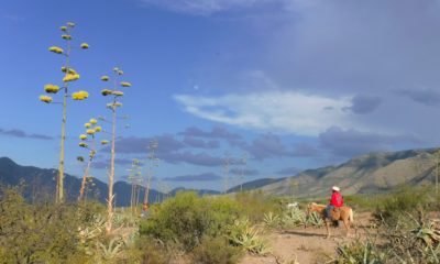 An ejidatario surveys agaves growing on his land in Estanque de Norias.