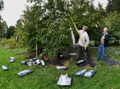 Scientists harvest genetically modified chestnut samples at a research field site in Syracuse, New York in 2019.