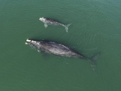 This January photo shows a North Atlantic right whale mother and calf in waters near Wassaw Island, Georgia. 