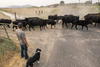 Rancher Justin Grant moves his cattle from a parched grazing field in Klamath Falls, Oregon in July.