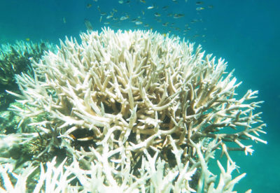 Bleached staghorn coral on the Great Barrier Reef in March 2017.