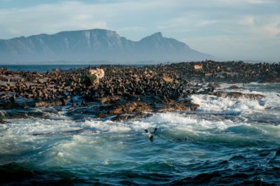 A fur seal colony in False Bay. When seals are unavailable, great whites prey upon smaller species of sharks.