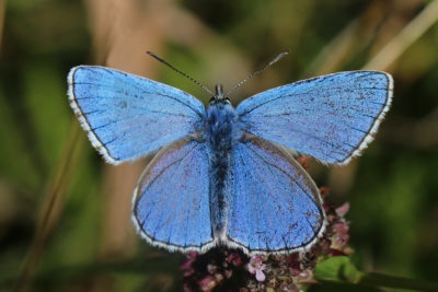 A rare Adonis blue butterfly in England's Yoesden nature preserve. 