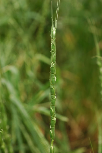 Aegilops tauschii, a wild grass native to the Fertile Crescent, which is resistant to some pests and diseases.