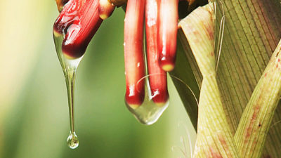 The maize variety olotón has aerial roots that produce a mucous-like gel that fixes nitrogen, meaning that it can effectively fertilize itself.