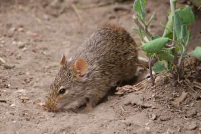 African grass rats, such as this one, may be suited to a warmer climate.