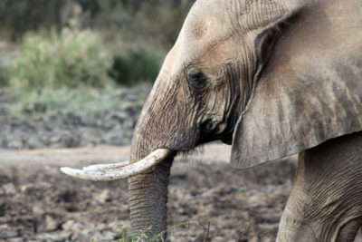 African elephant (Loxodonta africana).