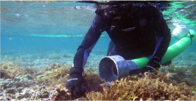 A diver removes invasive algae from a reef off Oahu, Hawaii using a "super sucker" vacuum.