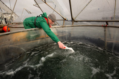 Chemist Kai Schulz adds rock powder to seawater as part of a study in Kiel, Germany, on making the ocean less acidic.