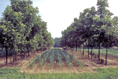 Corn grows between rows of walnut trees at the Missouri Agricultural Experiment Station.