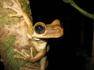 An Amazon tree frog in Brazil.