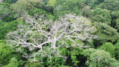 A dead tree in the Brazilian Amazon rainforest during the September 2010 drought.