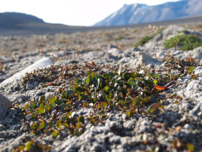 A Salix polaris dwarf shrub, with browning edges, on the island of Spitsbergen, in the Svalbard archipelago in northern Norway.