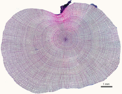 The cross-section of a shrub from near the Toolik Field Station in Alaska’s Arctic shows many tiny growth rings.