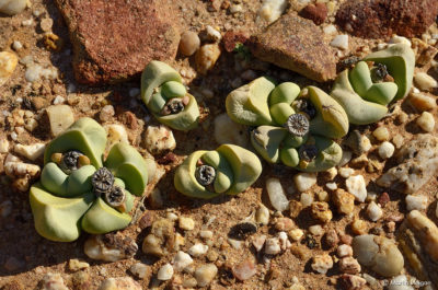 The succulent species Argyroderma theartii, found in the Knersvlakte reserve in South Africa.