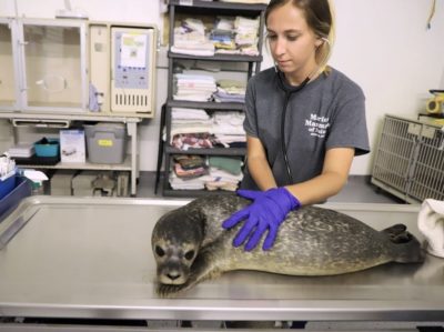 A worker with Marine Mammals of Maine tends to a seal. 