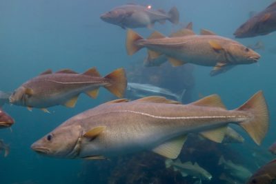 Atlantic cod.